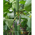 CU22 Xinfu new breeding good quality all female hybrid cucumber seeds